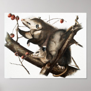 Poster Virginian Opossum Didelphis Virginia Illustration