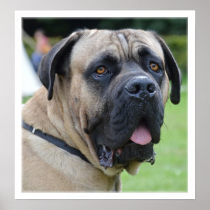 Poster Visage Bullmastiff