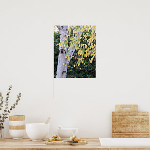 Poster Visage d'Arbre de bouleau Nature