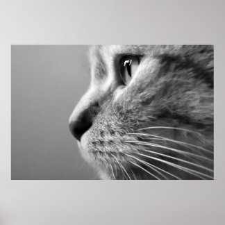 Poster visage de chat mignon