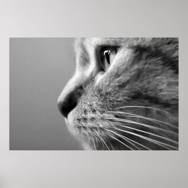 Poster visage de chat mignon (Devant)