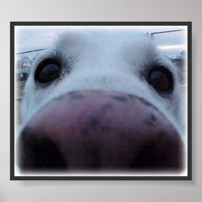 Poster Visage de chien (Devant)