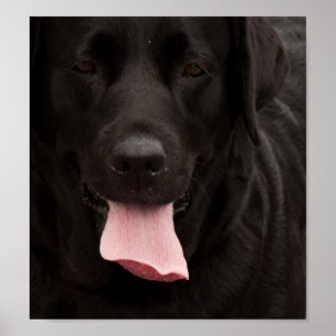 Poster Visage de chien noir