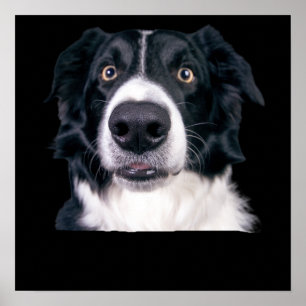 Poster Visage de chien noir et blanc