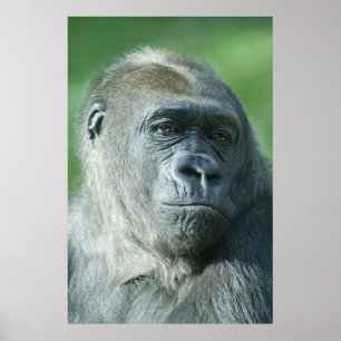 Poster Visage de Gorilla