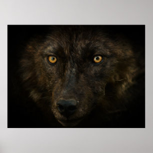 Poster Visage de minuit - Loup noir faune sauvage