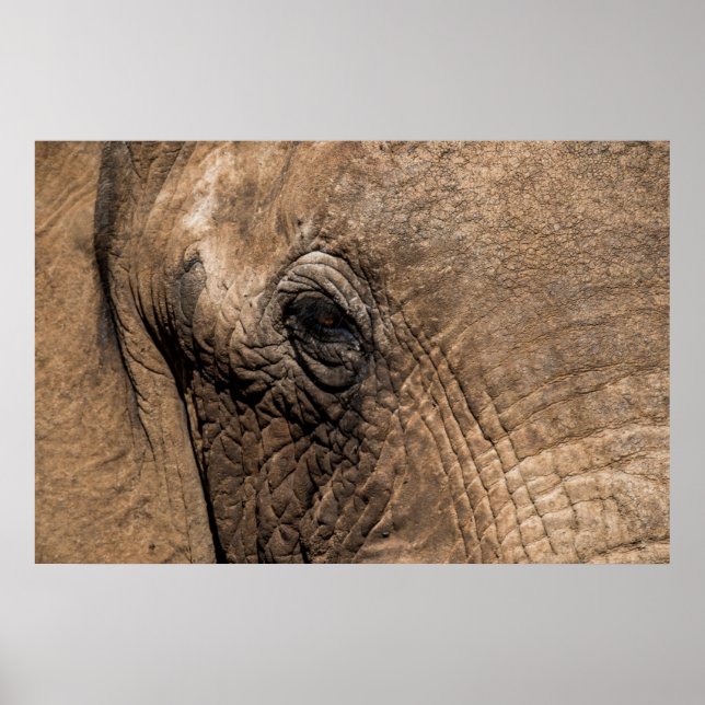 Poster Visage d'un éléphant (Devant)