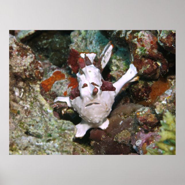 Poster Visage d'un poisson-porteuse (Devant)