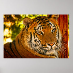 Poster Visage majestueux