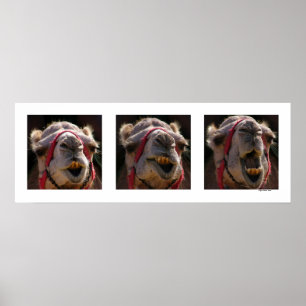 Poster Visages de chameau