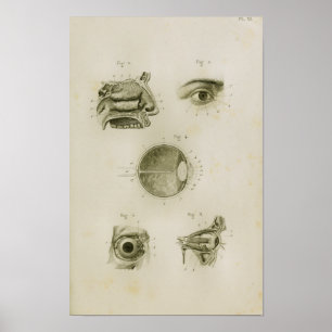 Poster Vision des yeux humains Anatomie Vintage Imprimer