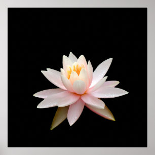 Poster Vision rose lotus