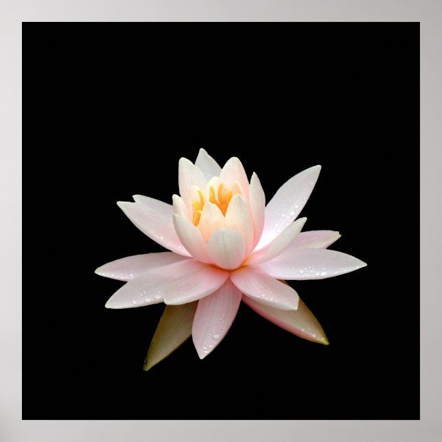 Poster Vision rose lotus (Devant)