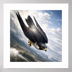 Poster Vitesse du ciel - Faucon pèlerin en descente