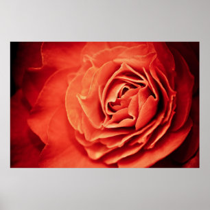 Poster vivant rose
