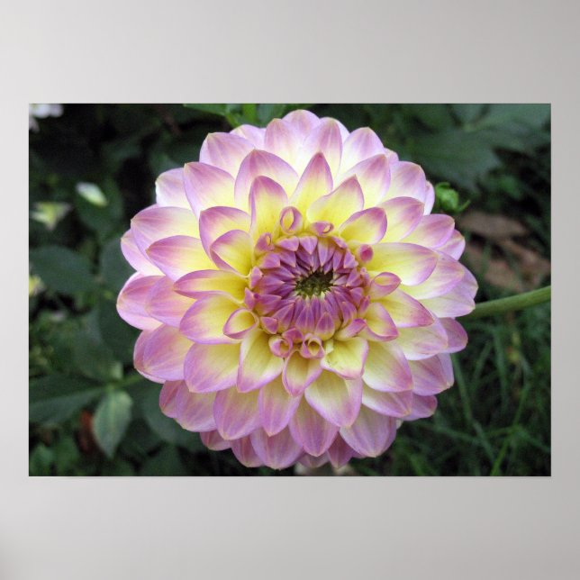 Poster Vivid Lavender Creme Dahlia (Devant)