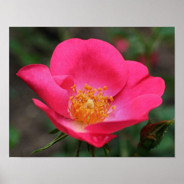 Poster Vivid Pétales Roses Rose (Devant)