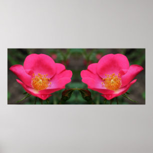 Poster Vivid rose roses miroir Abstrait
