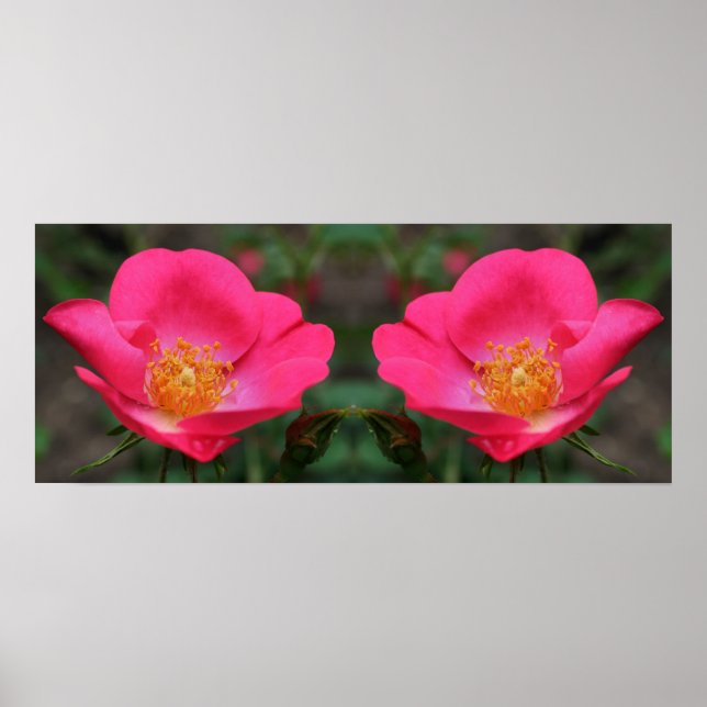 Poster Vivid rose roses miroir Abstrait (Devant)