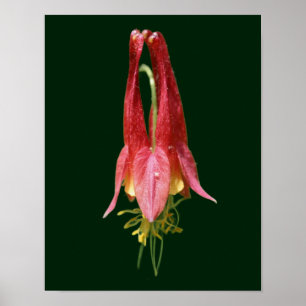 Poster Vivid Rouge Fleur de Columbine sauvage