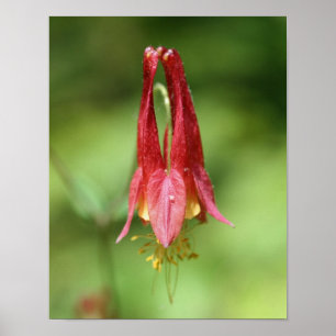 Poster Vivid Rouge Fleur de Columbine sauvage