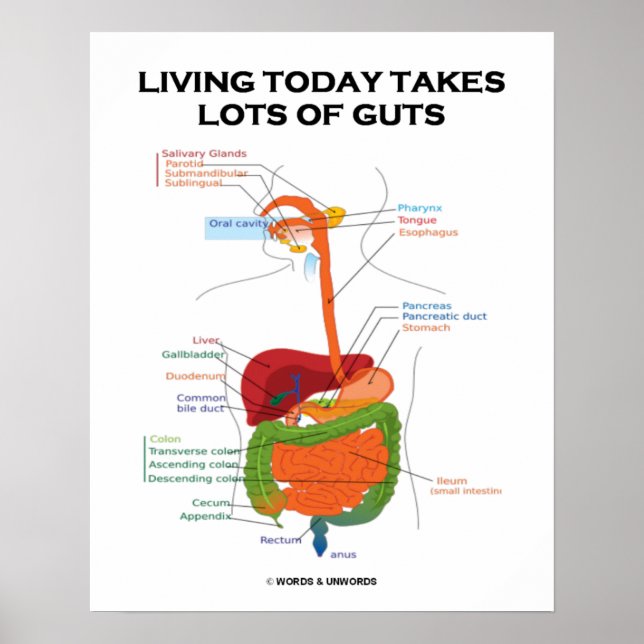 Poster Vivre Aujourd'Hui Prend Beaucoup De Guts Système D (Devant)