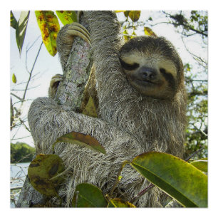 Poster Vivre la vie comme une Sloth