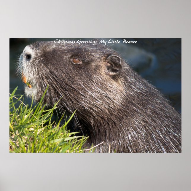 Poster voeux de Noël LMy Little Beaver (Devant)
