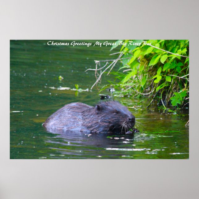 Poster voeux de Noël Mon Rat de rivière (Devant)