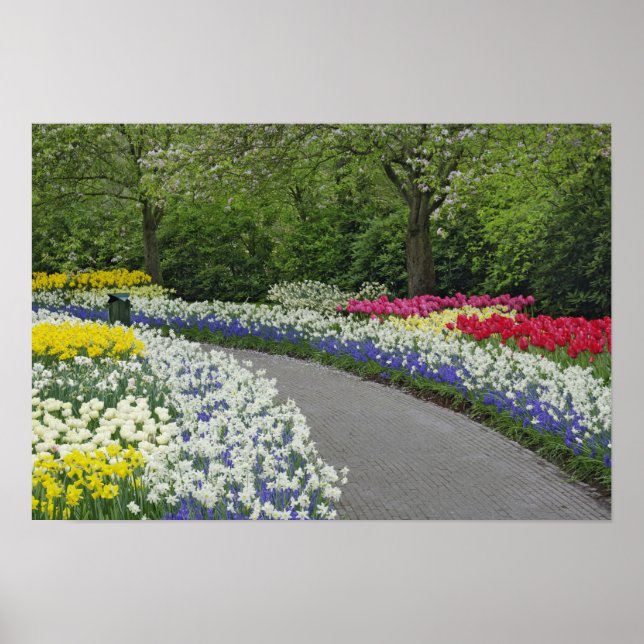 Poster Voie de trottoir à travers tulipes et jonquilles, (Devant)