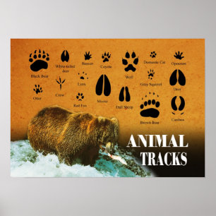 Poster Voies animales