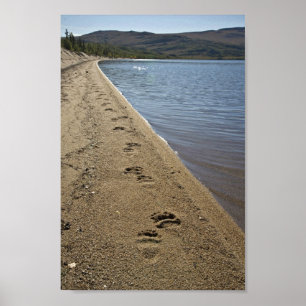 Poster Voies d'ours gris, lac Sithylemenkat