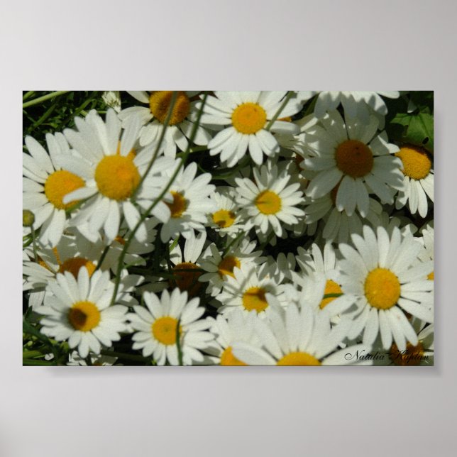Poster Voir Daisy (Devant)