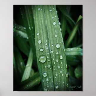 Poster Voir les gouttes de pluie sur l'affiche mat de la