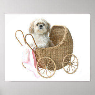 Poster Voiture d'enfant de Shih Tzu