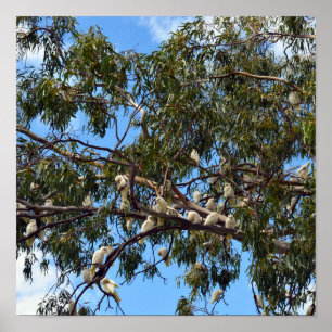 Poster "Vol de la nature : Cockatoos australiens blancs