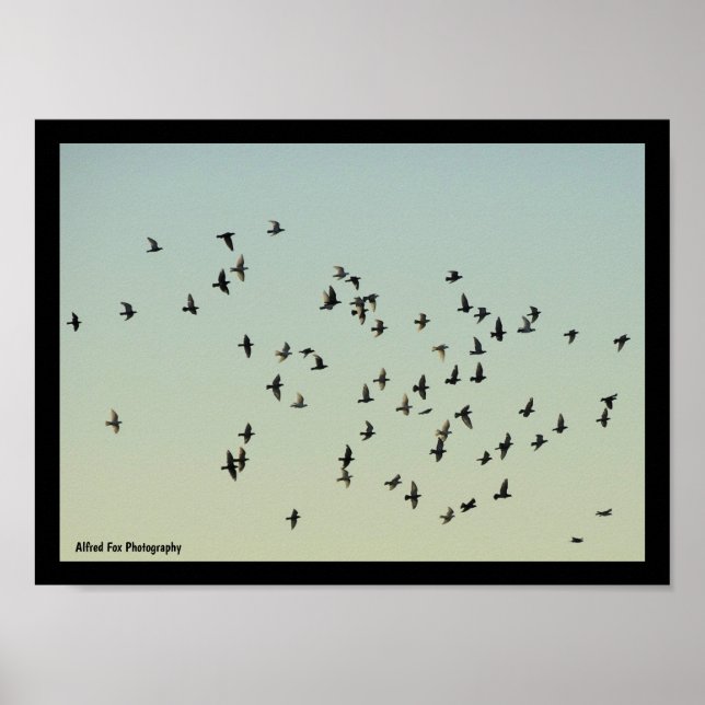Poster Vol des Pigeons (Devant)