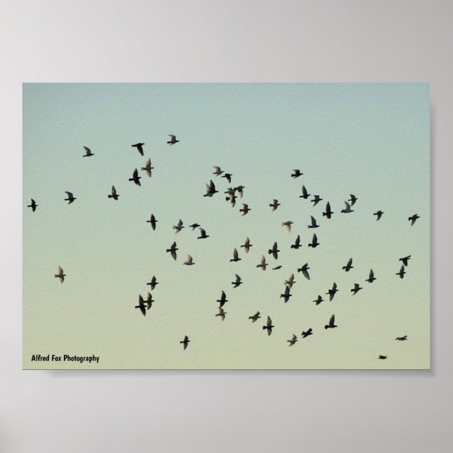 Poster Vol des Pigeons (Devant)