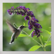 Vol gracieux : Gros Colibri