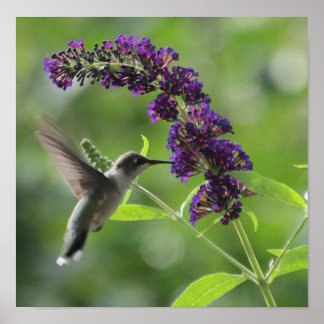 Poster Vol gracieux : Gros Colibri