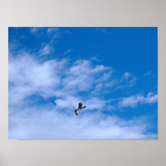 Poster Vol Seagull (Devant)