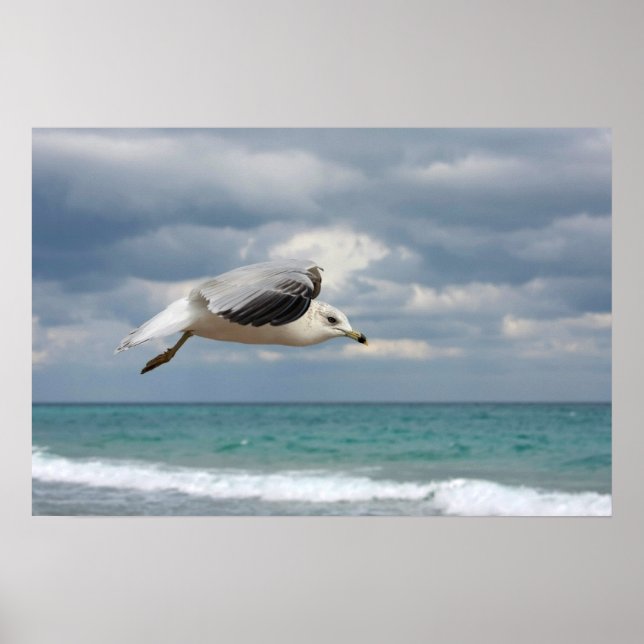 Poster Vol Seagull (Devant)