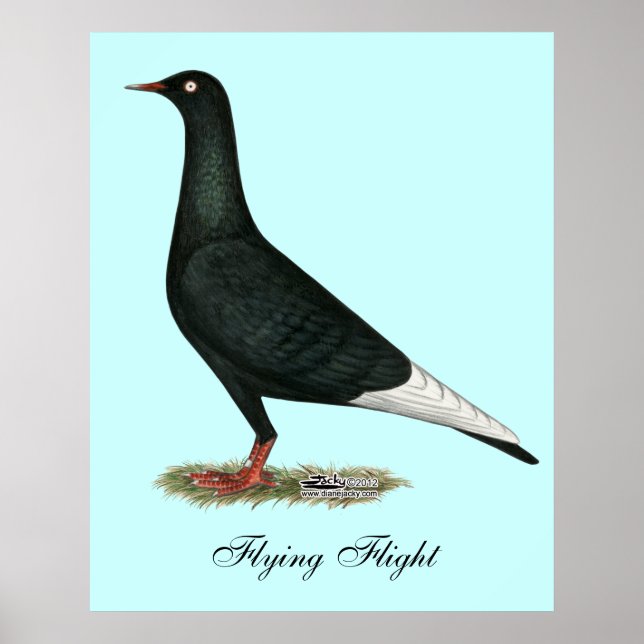Poster Vol vol Pigeon noir (Devant)