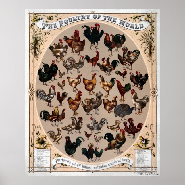 Poster Volaille Du Monde (Devant)