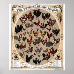 Poster "Volaille Vintage~1868 du monde "