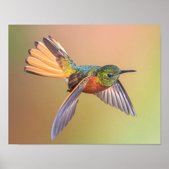 Poster Volant de colibri coloré (Devant)