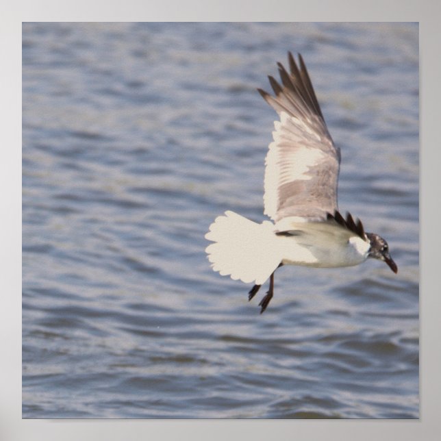 Poster volant de mouettes (Devant)