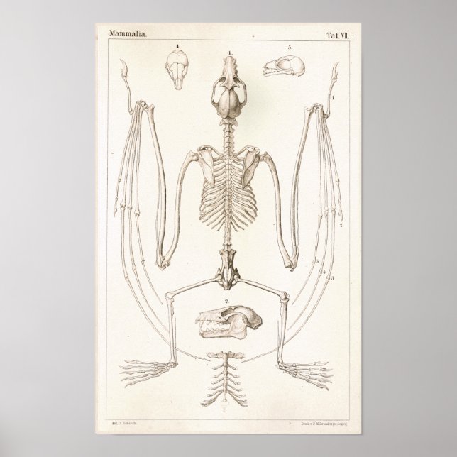 Poster Volant Fox chauve squelette Anatomie vétérinaire I (Devant)