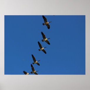 Poster Voler