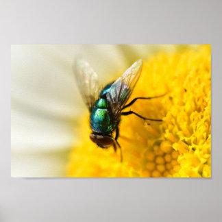 Poster Voler bouteille verte